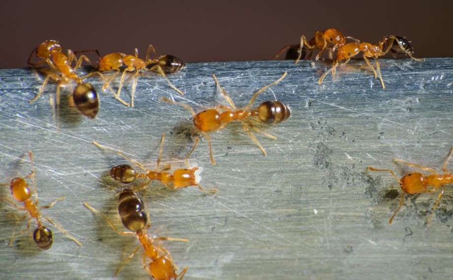 mravenec faraon - Monomorium pharaonis